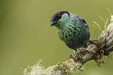 Image. Black-capped Tanager