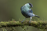 Image. Black-capped Tanager