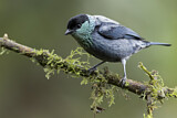 Image. Black-capped Tanager