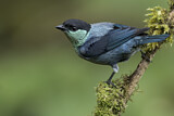 Image. Black-capped Tanager