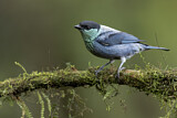 Image. Black-capped Tanager