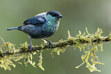 Image. Black-capped Tanager