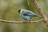 Image. Black-capped Tanager