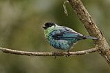 Image. Black-capped Tanager