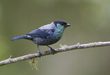 Image. Black-capped Tanager