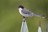 Image. Black-capped Warbling Finch