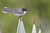 Image. Black-capped Warbling Finch