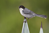 Image. Black-capped Warbling Finch