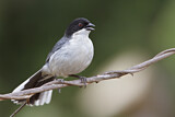 Image. Black-capped Warbling Finch