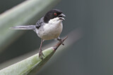 Image. Black-capped Warbling Finch