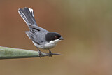 Image. Black-capped Warbling Finch