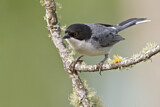 Image. Black-capped Warbling Finch