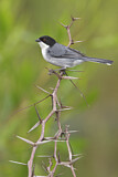 Image. Black-capped Warbling Finch