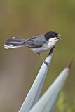 Image. Black-capped Warbling Finch
