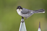Image. Black-capped Warbling Finch