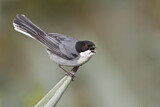 Image. Black-capped Warbling Finch