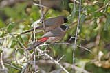 Image. Black-cheeked Waxbill
