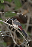 Image. Black-cheeked Waxbill