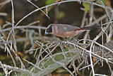 Image. Black-cheeked Waxbill