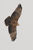 Image. Black-chested Buzzard-Eagle