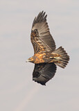Image. Black-chested Buzzard-Eagle