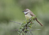 Image. Black-chested Prinia