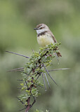 Image. Black-chested Prinia