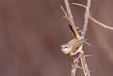 Image. Black-chested Prinia