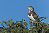 Image. Black-chested Snake Eagle
