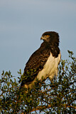 Image. Black-chested Snake Eagle