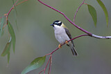 Image. Black-chinned Honeyeater