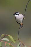 Image. Black-chinned Honeyeater