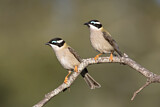 Image. Black-chinned Honeyeater