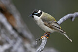 Image. Black-chinned Honeyeater