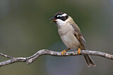 Image. Black-chinned Honeyeater