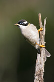Image. Black-chinned Honeyeater