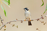 Image. Black-chinned Honeyeater