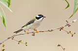 Image. Black-chinned Honeyeater