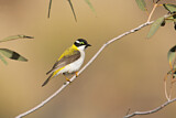 Image. Black-chinned Honeyeater