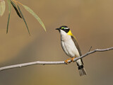Image. Black-chinned Honeyeater