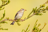 Image. Black-chinned Honeyeater