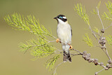 Image. Black-chinned Honeyeater