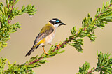 Image. Black-chinned Honeyeater