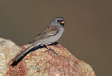 Image. Black-chinned Sparrow