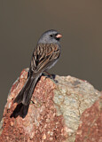 Image. Black-chinned Sparrow