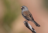 Image. Black-chinned Sparrow