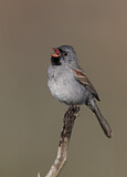 Image. Black-chinned Sparrow