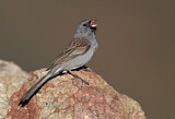 Image. Black-chinned Sparrow