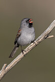 Image. Black-chinned Sparrow