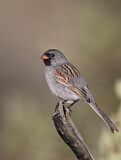 Image. Black-chinned Sparrow